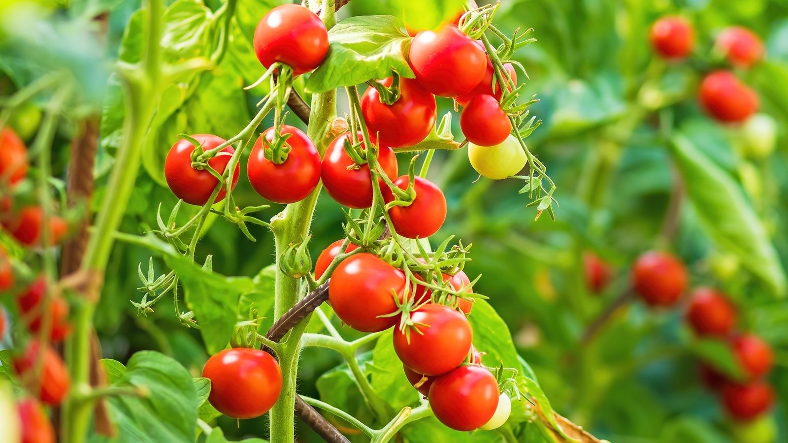 Bihar farmers go global: VEGFED ships fresh produce to Dubai, Singapore next