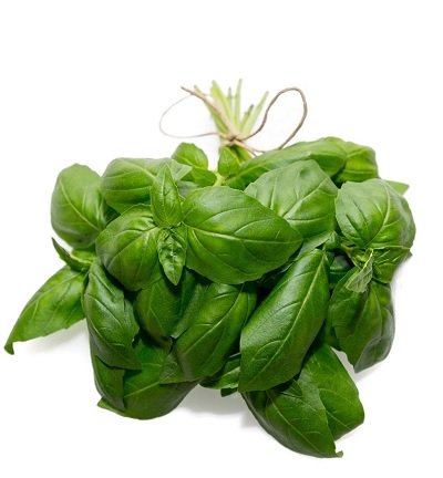 Future Crops grows high yield long life aromatic basil developed