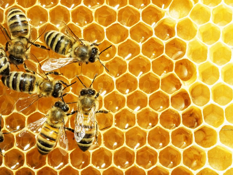 apiculture Archives - Agro Spectrum India