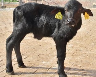 ICAR-CIRB produces male buffalo calf by using OPU-IVEP tech in Hisar - Agro  Spectrum India