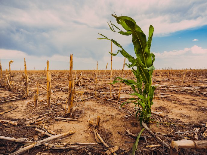 Monash scientists unveil game-changer in climate-smart agriculture