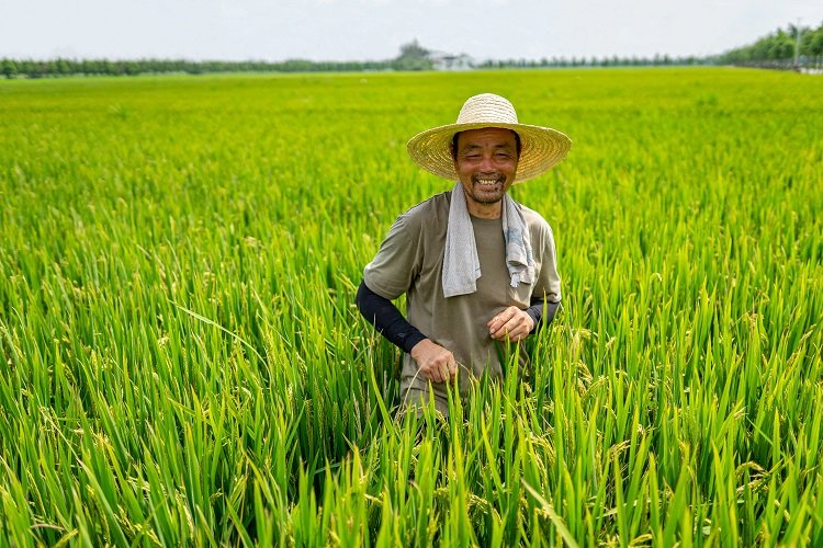 ADB, CGIAR, and Gates Foundation collaborate to transform Rice sector in Asia and the Pacific