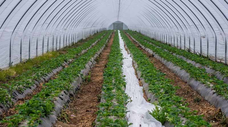 IARI Pusa unveils drip-mulch Innovation to boost sustainable baby corn farming in India