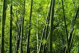 Green shift on wheels: IIT Guwahati’s bamboo composite eyes auto industry disruption
