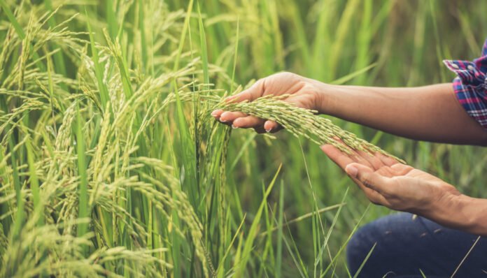 Haryana targets 1 lakh Acres for natural farming, opens dedicated mandi in Gurugram