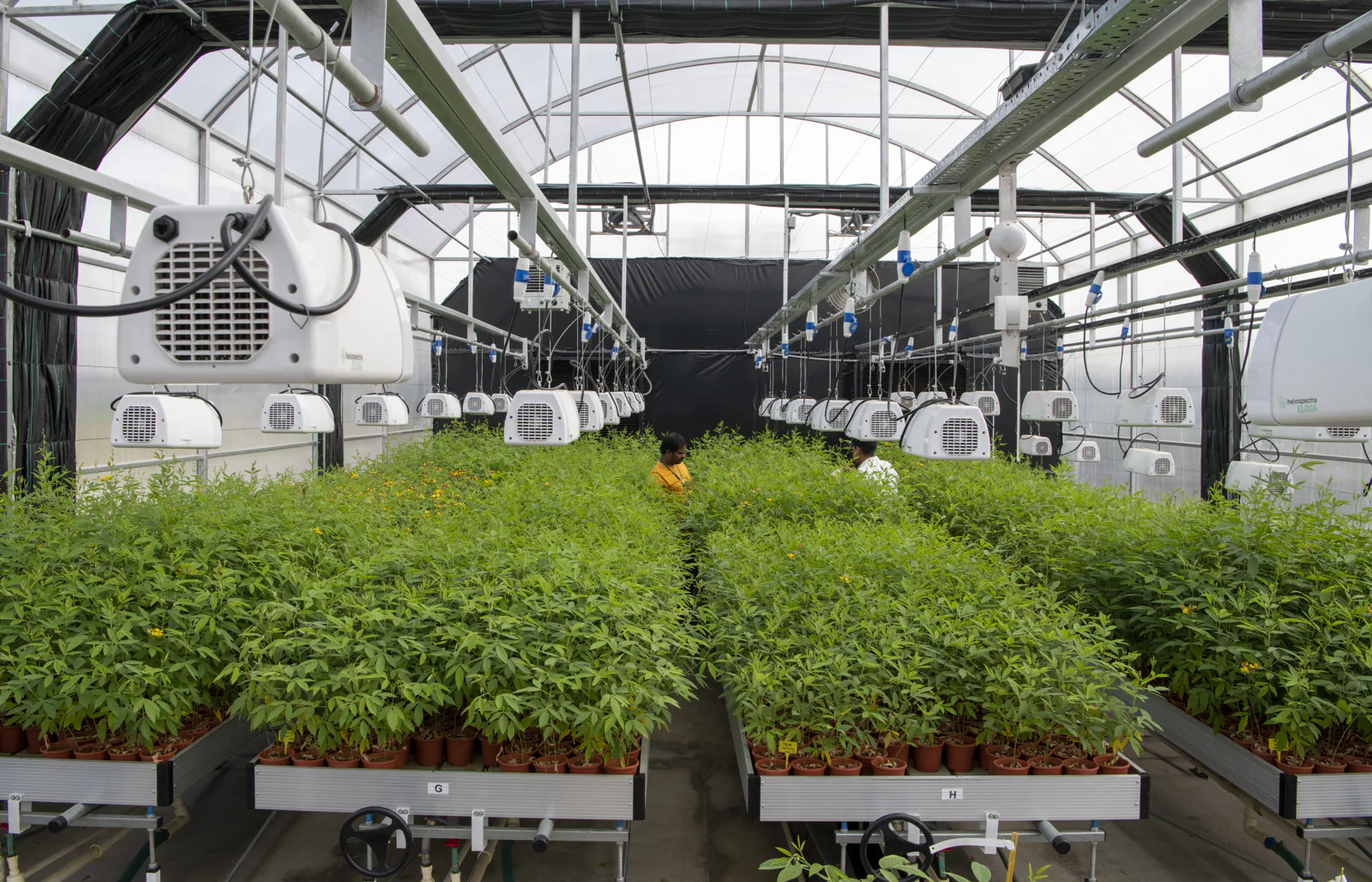 ICRISAT to deliver world-class services as CGIAR’s breeding resources South Asia Hub