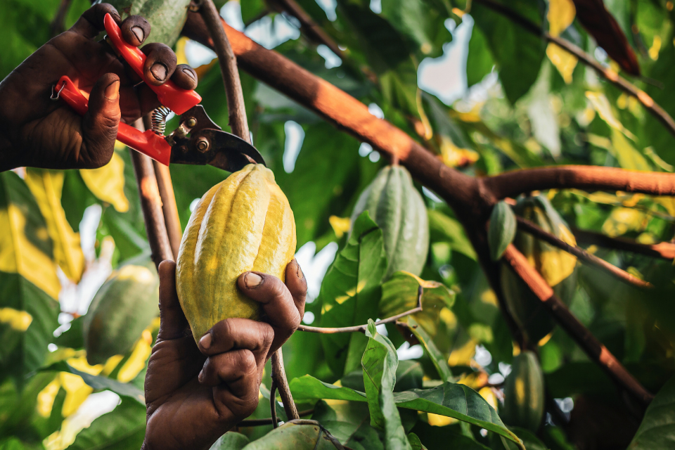 Mars and Pairwise collaborate to accelerate cacao research and development