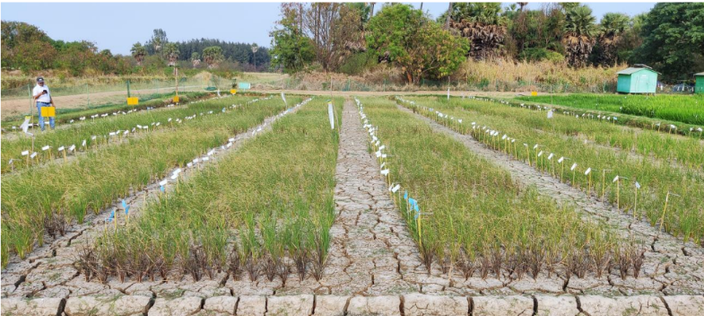 New rice gene variant boosts yields under drought: IRRI