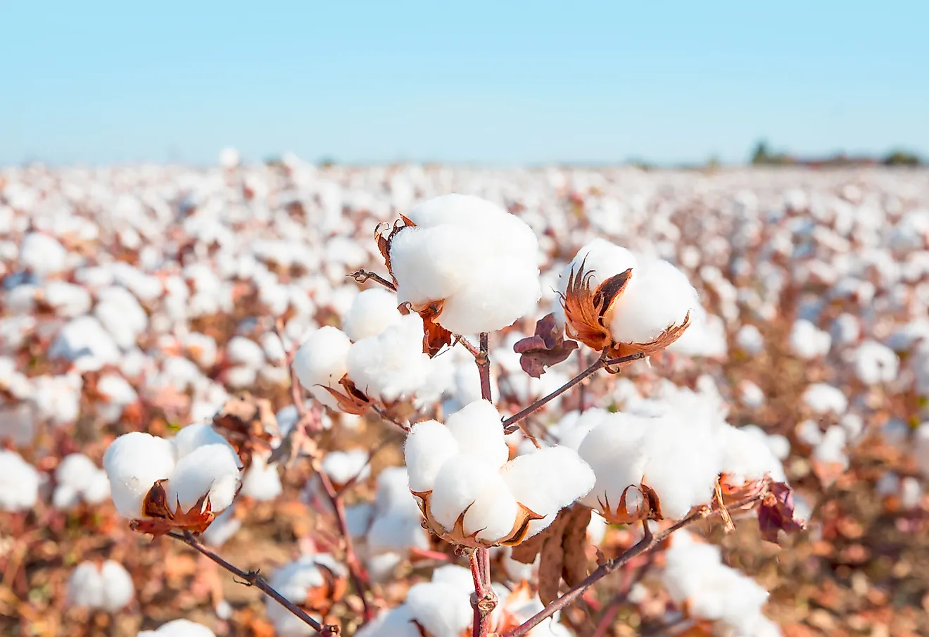 Government unveils record cotton MSP preparedness with digital-first approach