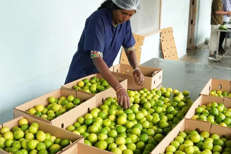 India’s GI limes go global: APEDA opens UK gateway