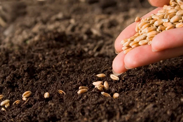Regulatory overhaul could unlock Rs 800-Cr annual value for India’s seed sector: FSII