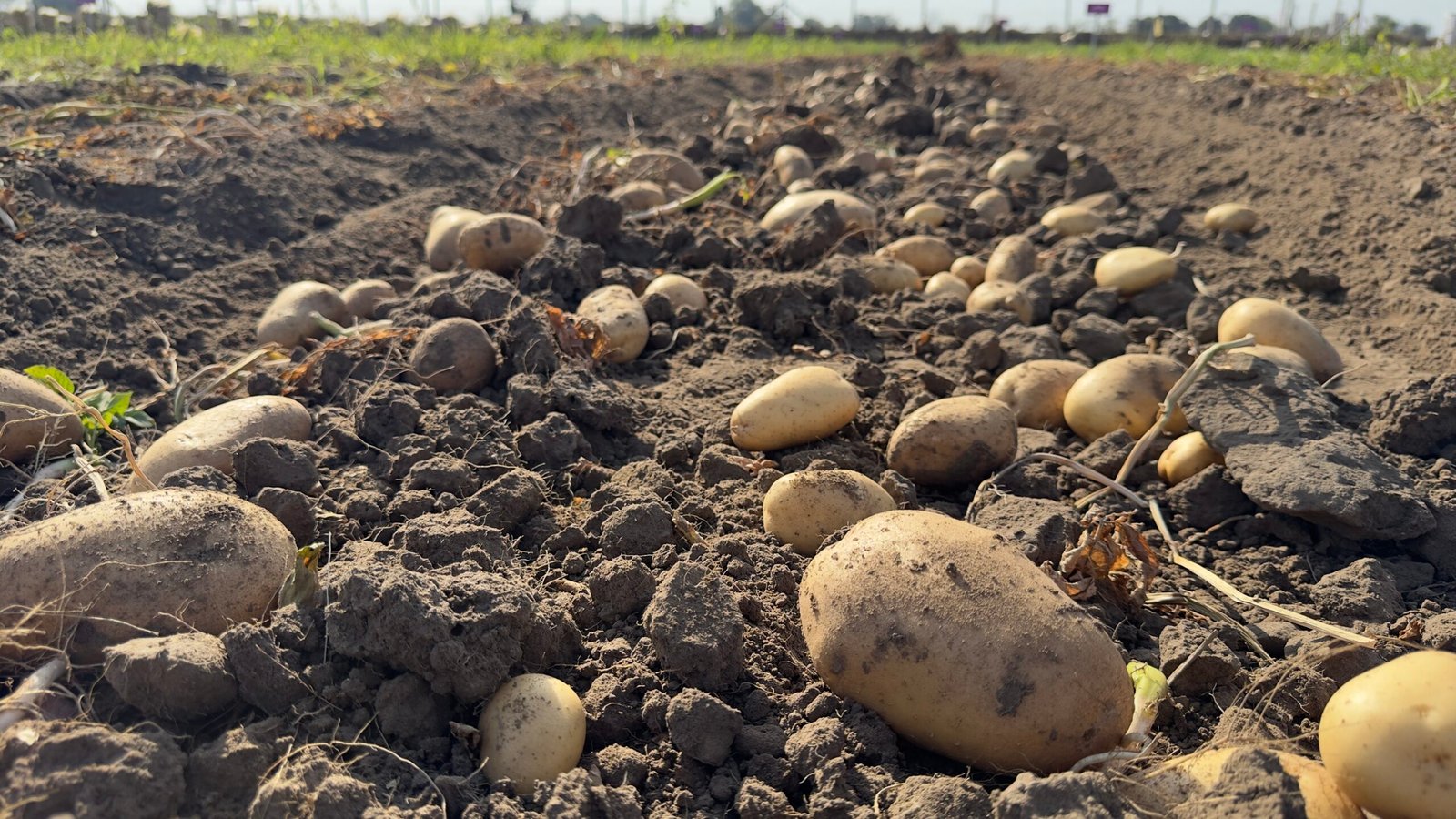 HyFarm drives soil stewardship across Gujarat’s potato belt