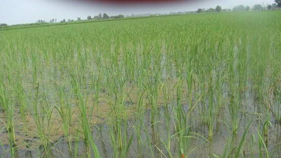 Rise of Dry DSR: How Indian farmers are growing more with less