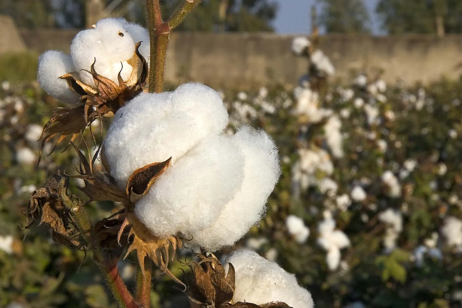 Vidarbha’s cotton belt finds relief as Rs 3,653 cr in crop insurance claims flow in
