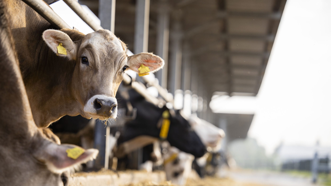 WOAH calls for stronger surveillance as H5N1 compromises milk production