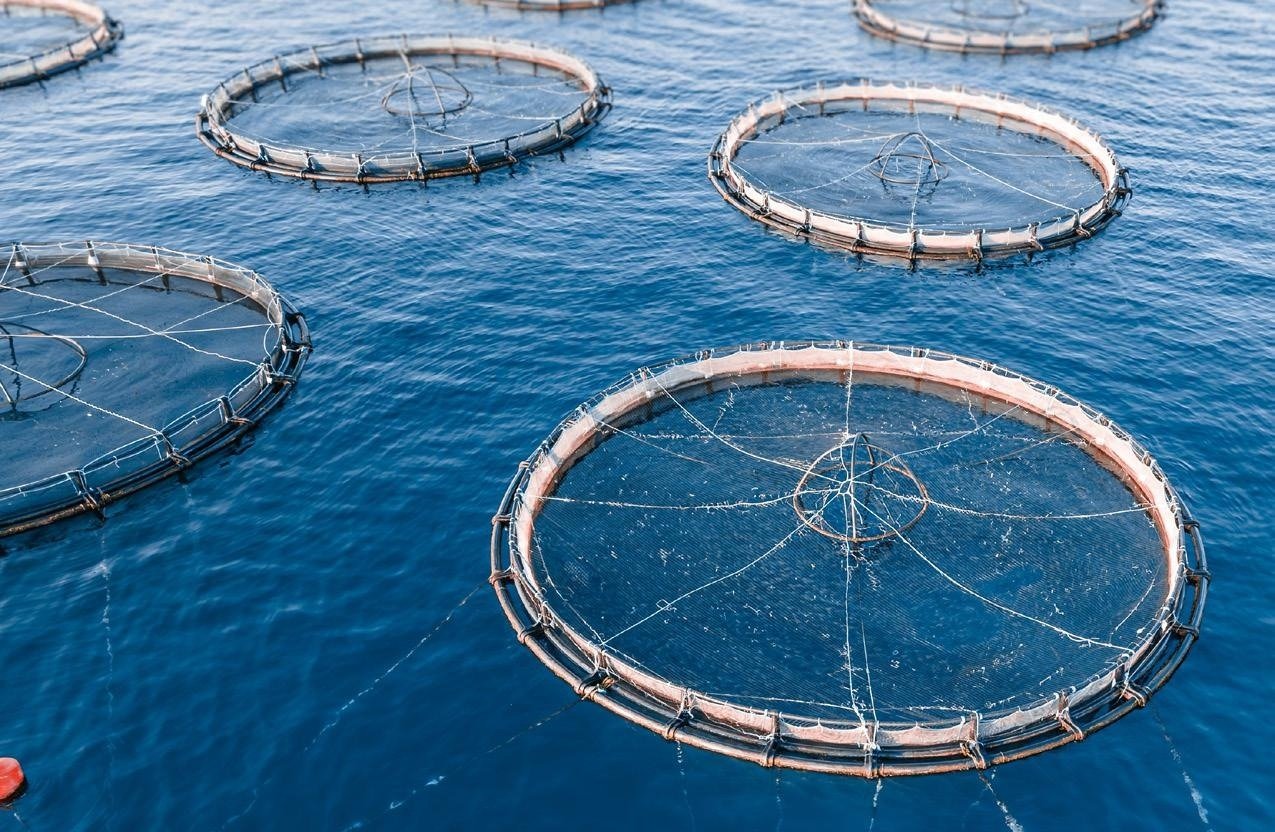 Seaweed, cage culture and IMTA: India’s recipe for global mariculture hub