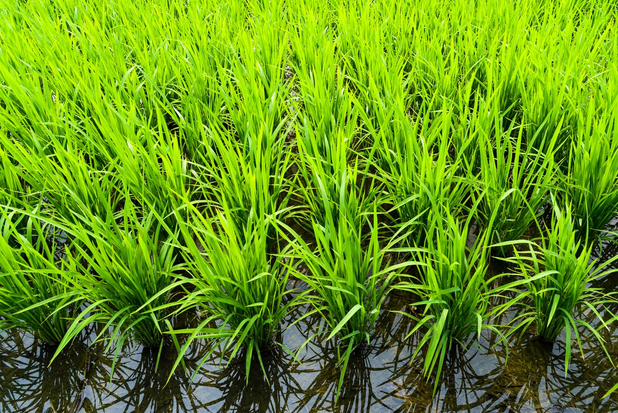 Rallis India taps Paryan to scale herbicide-tolerant rice tech amid rising water stress