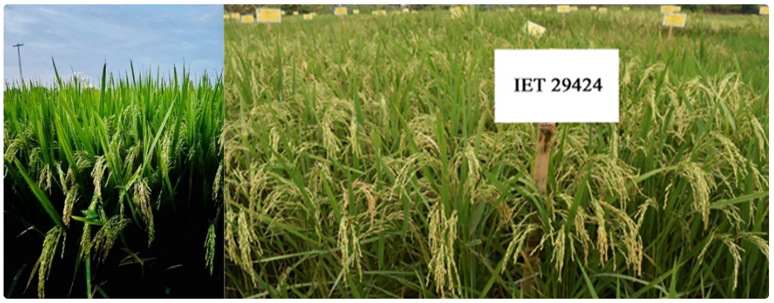 Seed innovation at scale: India rolls out 31 advanced varieties to future-proof rice production