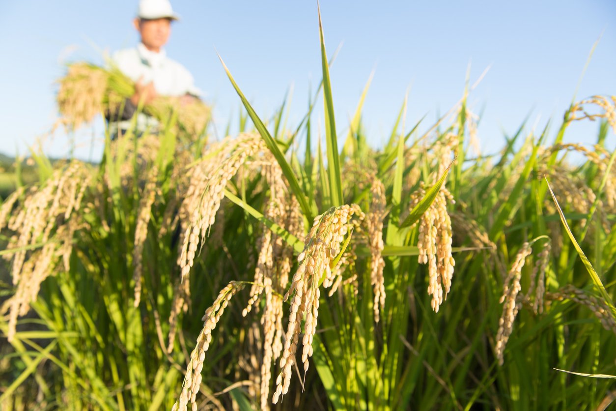 ICAR defends evaluation of gene-edited rice lines, underscores scientific rigor and farmer-centric release