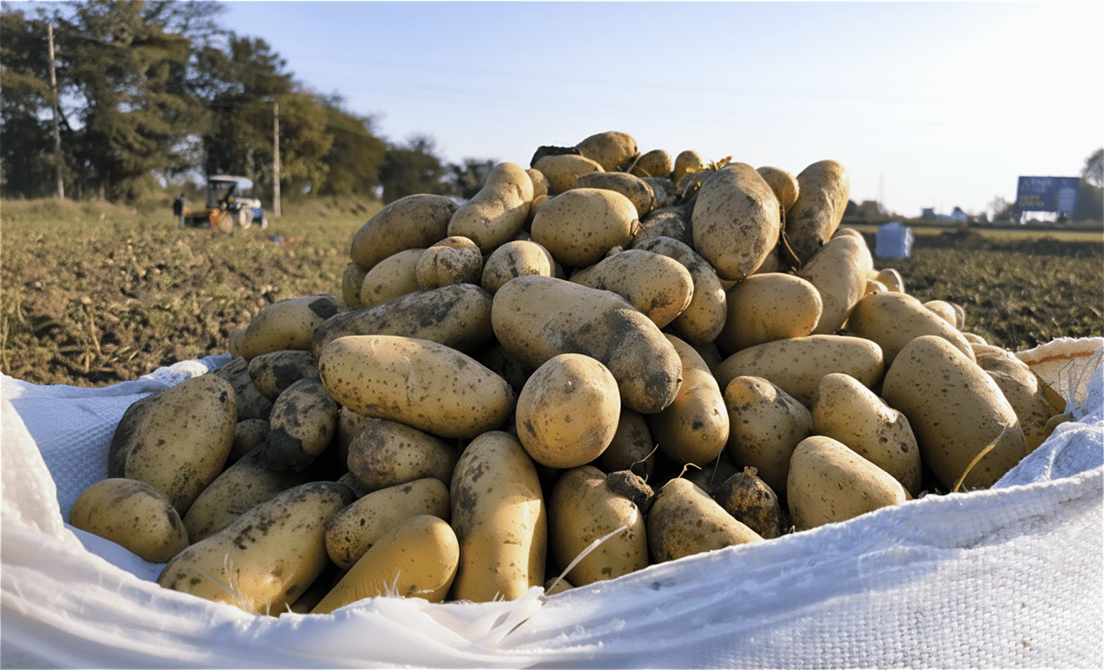 Profit today, resilience tomorrow: Inside HyFarm’s AI-driven blueprint for potato economy