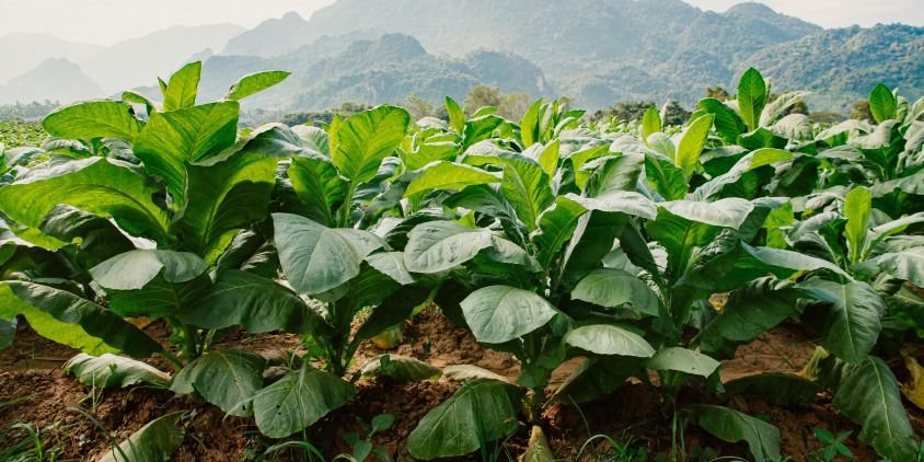 FAIFA slams WHO-FCTC COP11 for excluding tobacco farmers, warns of economic fallout for 36 mn dependents