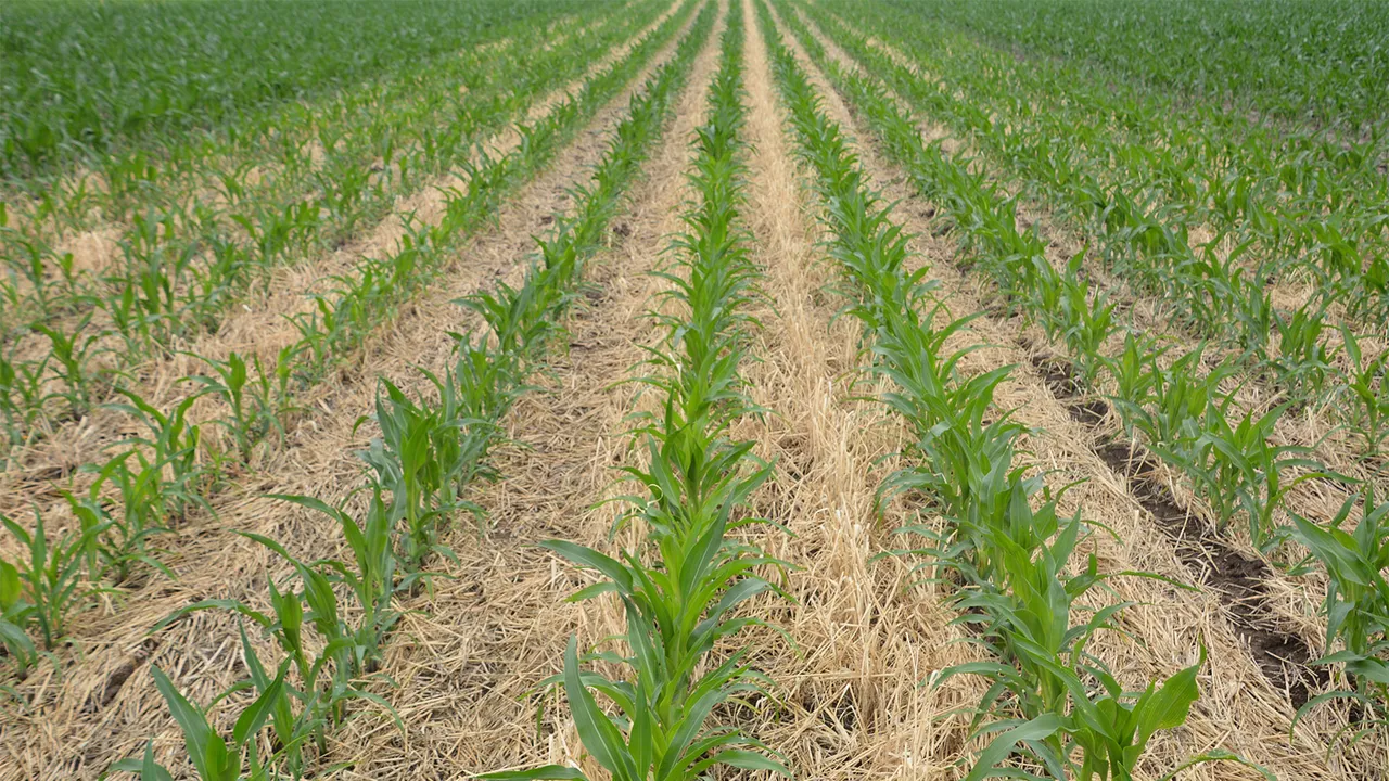 Kellanova and Varaha launch five-year Regenerative Corn and Carbon Removal Programme in India