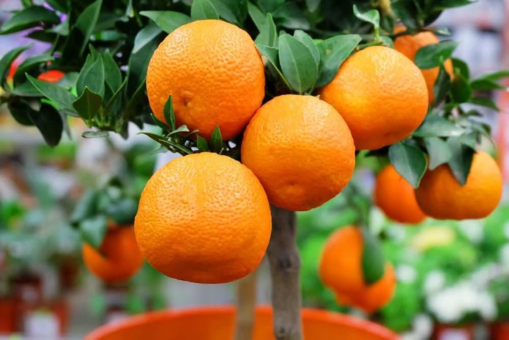 GI Tag puts Darjeeling Mandarin Orange on global map, boosts revival efforts
