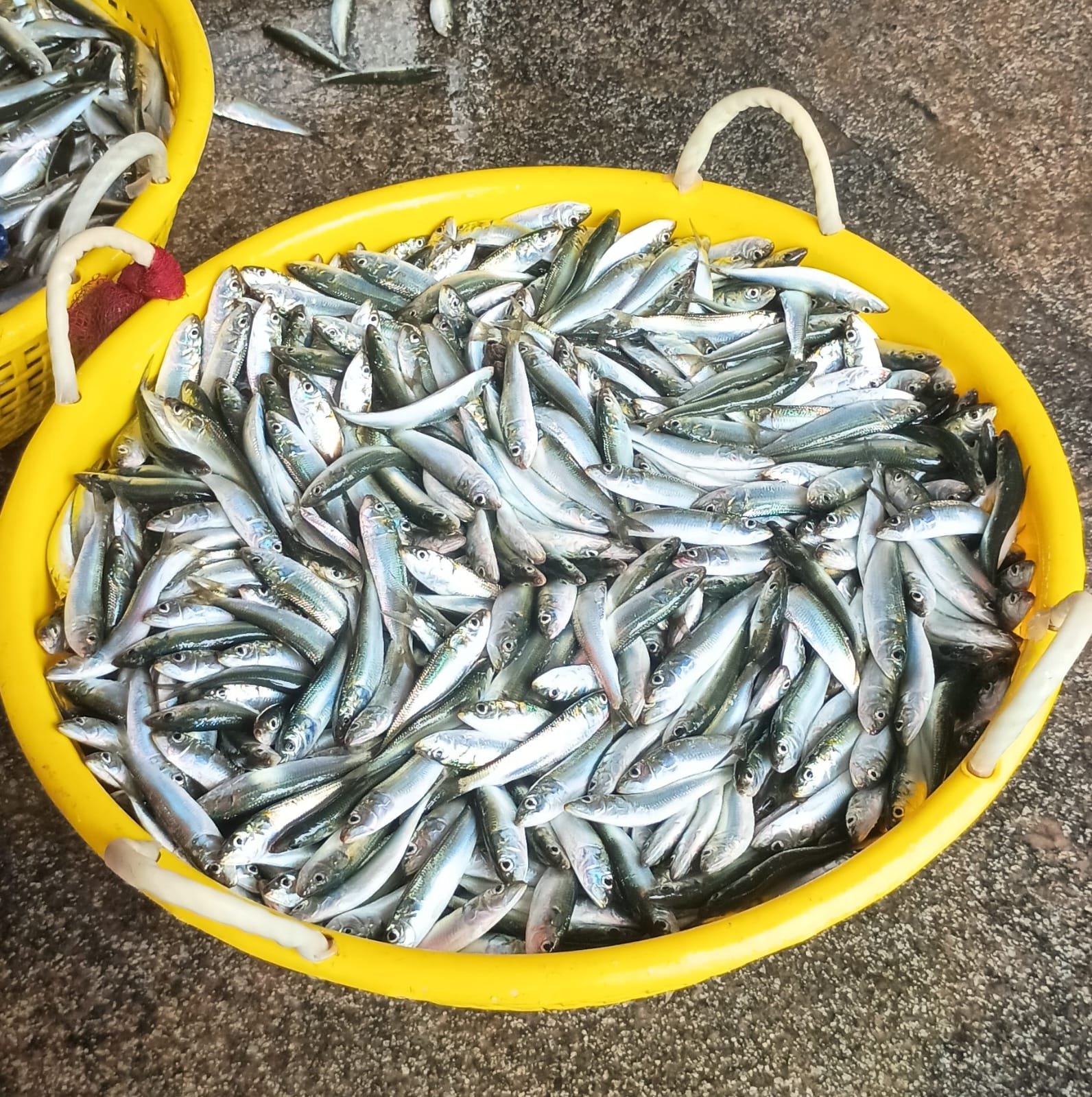 Chennai to host high-level FAO regional workshop on aquatic food value chains from Tuesday