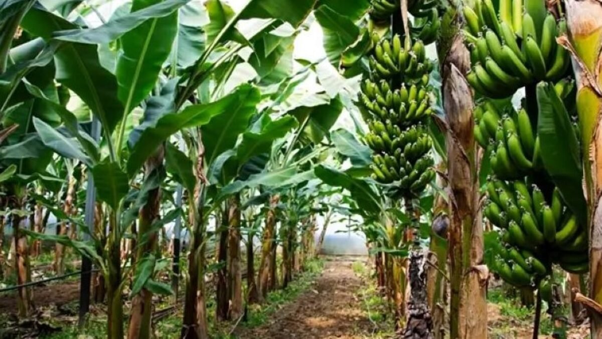 AATF flags Rwanda’s GM Banana Strategy as Africa ramps up biotech commercialization