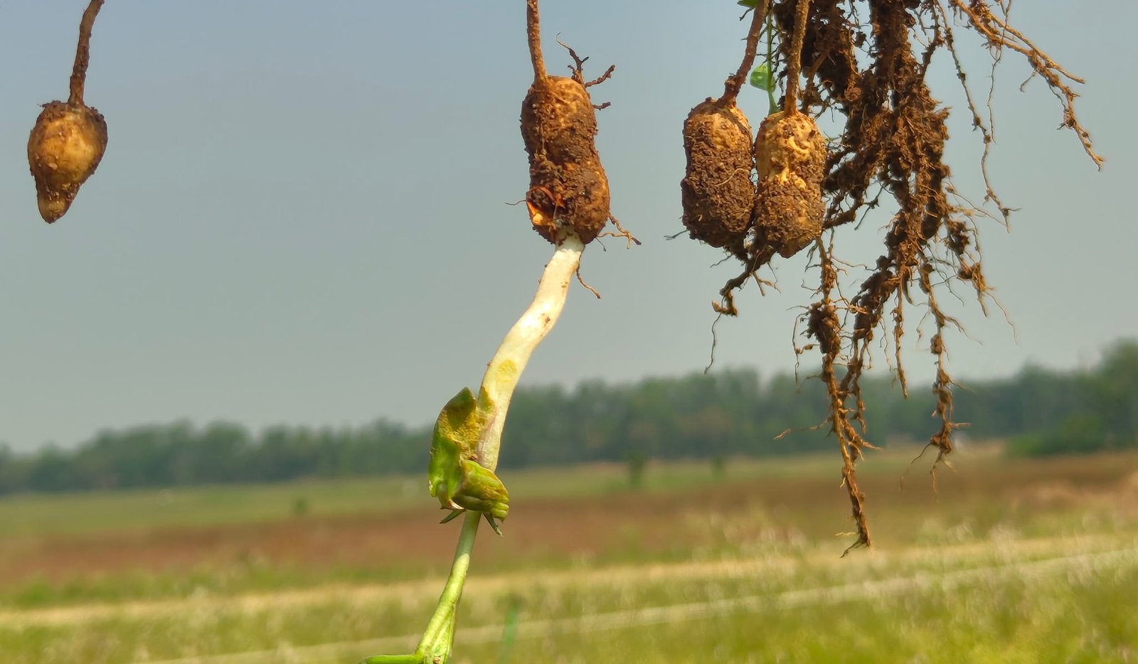 ICRISAT's new Genomic discovery could save farmers by preventing pre-harvest Groundnut sprouting