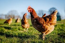 Indian Poultry Alliance bets Rs 300 cr on Bihar to rewire East India’s protein supply chain