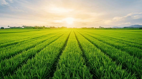 Govt announces decade-high MSP growth, delivering strong price security to farmers