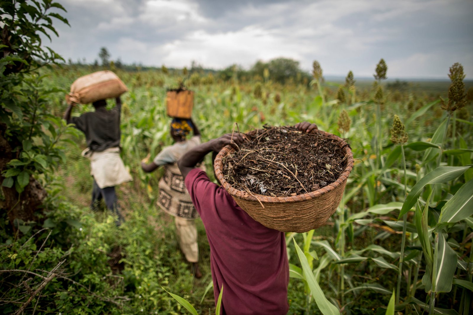 Better land, soil and water management key to feeding 10 billion people, FAO warns