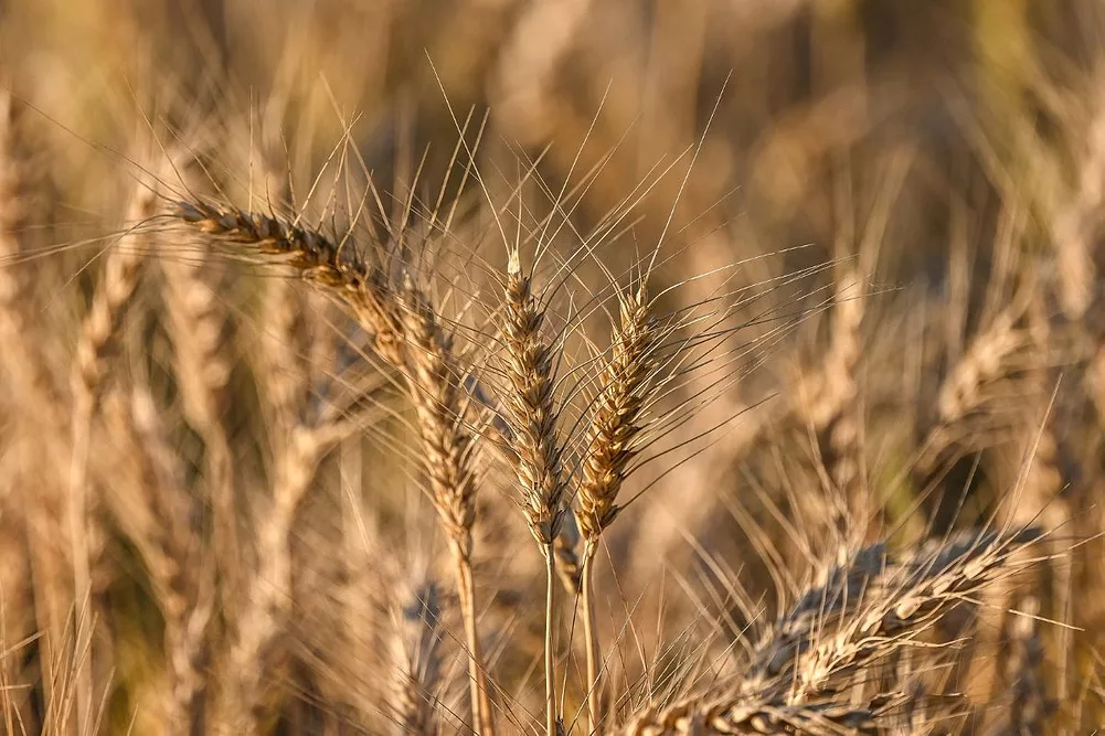 Hybrid wheat for India moves closer as Corteva invests in country-specific germplasm