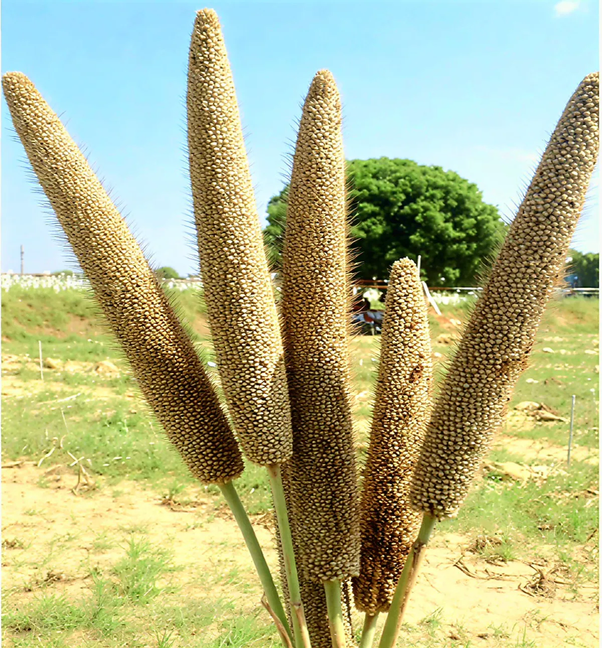 ICRISAT and ICAR announce release of the world’s first three-way pearl millet hybrid