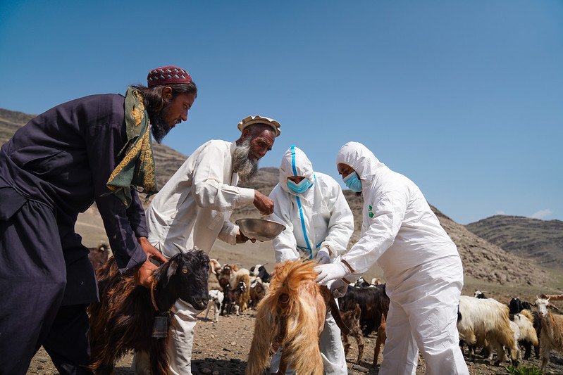 Afghanistan: FAO and Asian Development Bank advance $100 mn initiative to boost food security and resilience