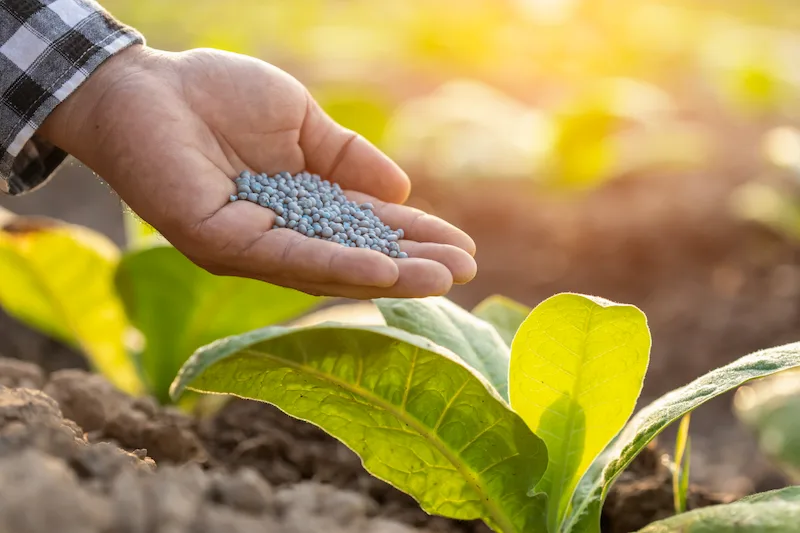 India’s fertiliser sector aligns supply planning during Rabi Season to ensure nutrient availability