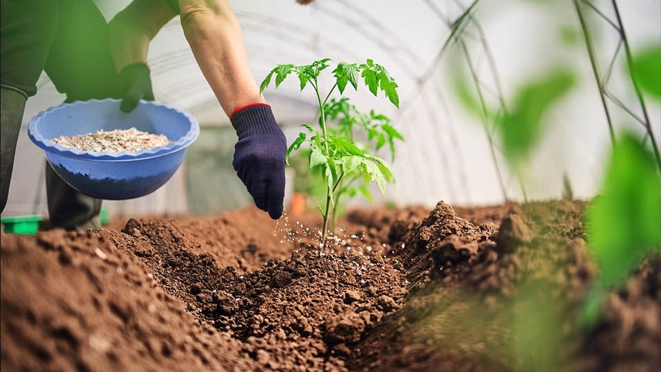 Supporting balanced fertilization: Nutrient-based subsidy rates for Rabi 2025–26