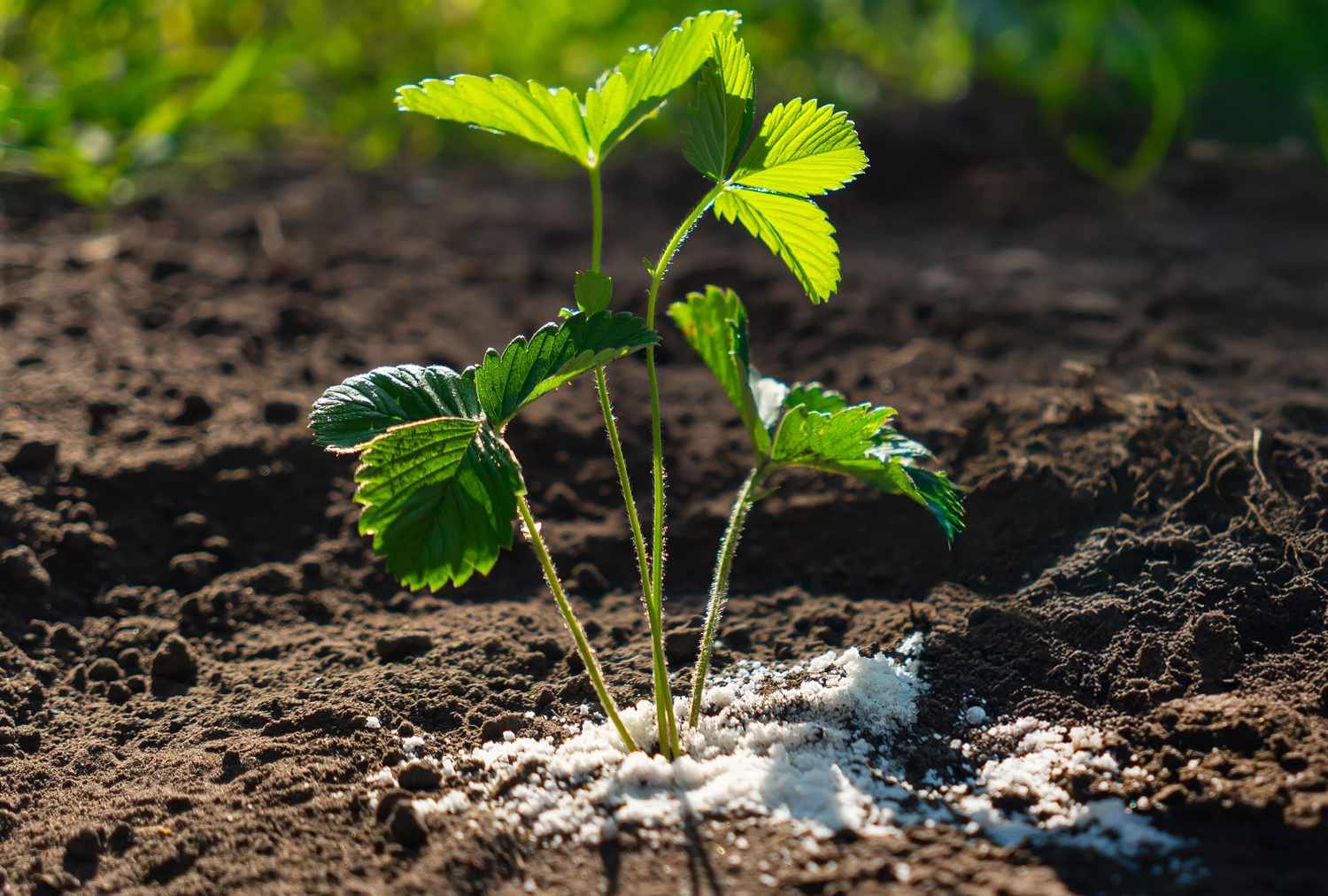 Digital reset for fertiliser subsidies: Centre rolls out e-Bill Platform for Rs 2 lakh crore payments