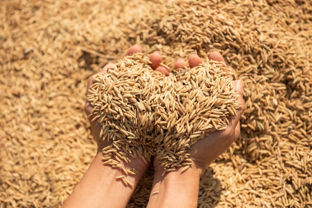 Telangana records highest-ever paddy procurement at 70.82 Lakh Tonnes