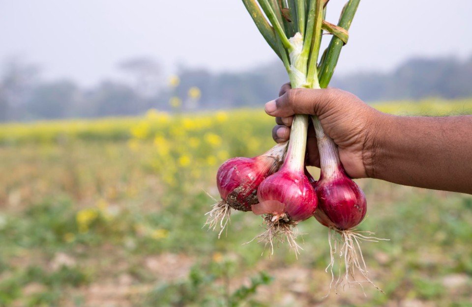 Centre strengthens multi-layered safety net for onion farmers amid price volatility