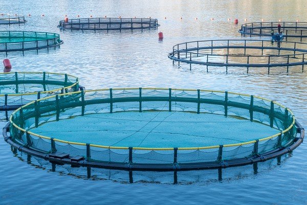 Why 2026 could be turning point for India’s aquaculture sector: Divya Kumar Gulati, Chairman of CLFMA India