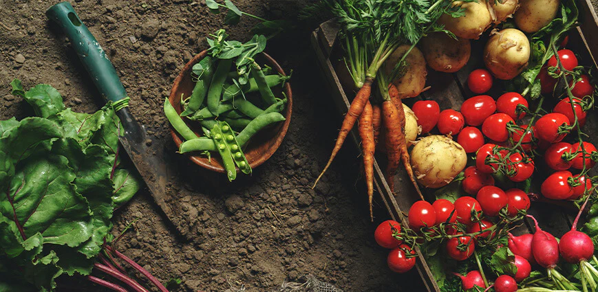 From organic intent to evidence-based assurance: Rethinking food safety in India