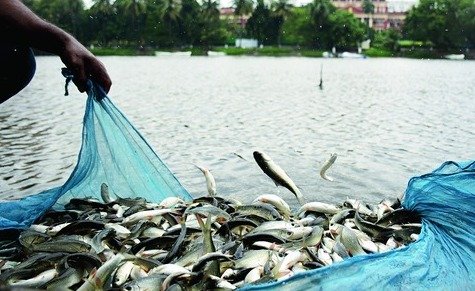 Union Budget 2026: Indian fisheries gain duty-free access and e-commerce export platforms