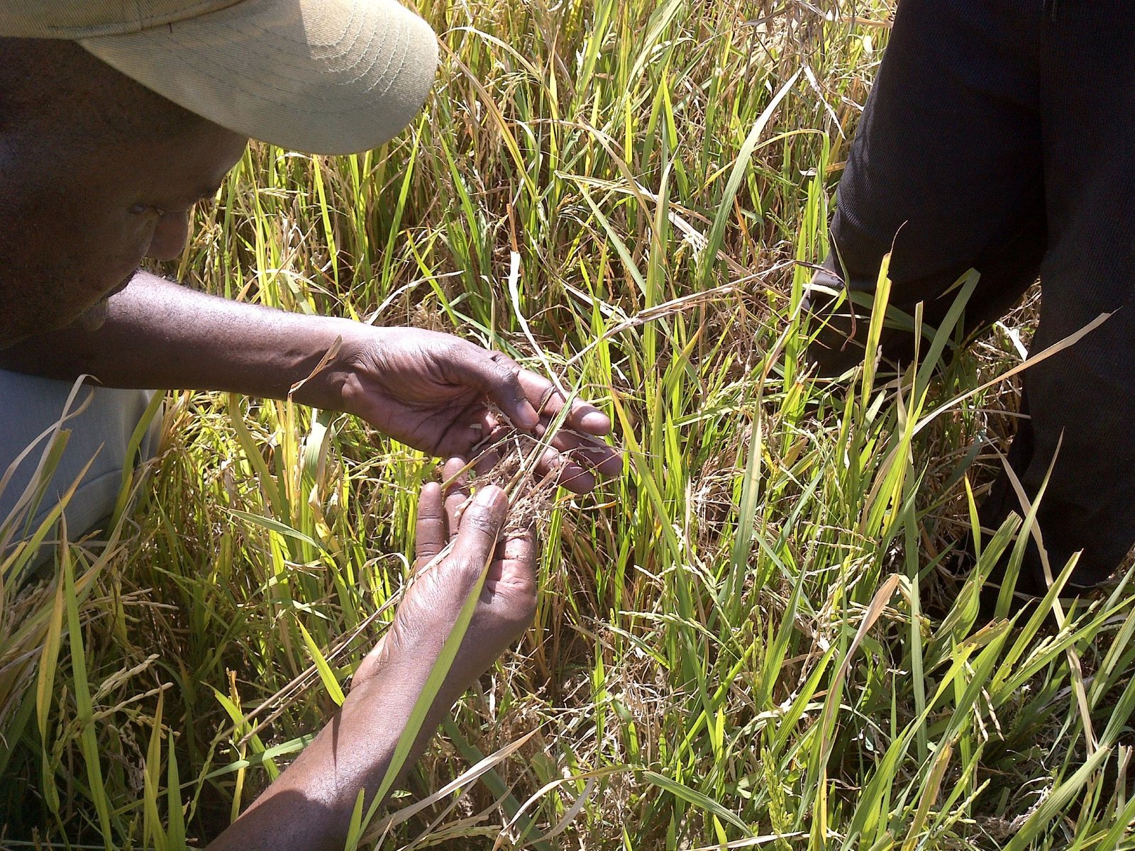ESA-backed CRISP Platform uses satellite data to strengthen global rice climate resilience