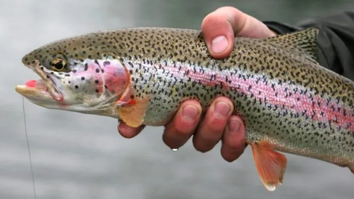 Clear classification of RAS as agri-infrastructure would unlock more favourable financing: Aditya Rithvik Narra, MD, Smart Green Aquaculture