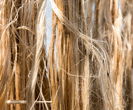 Cabinet backs jute farmers with Rs 5,925 MSP for 2026-27 season