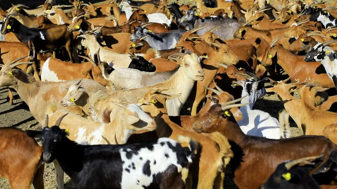 ICARDA launches global drive to breed low-methane, high-productivity sheep and goats