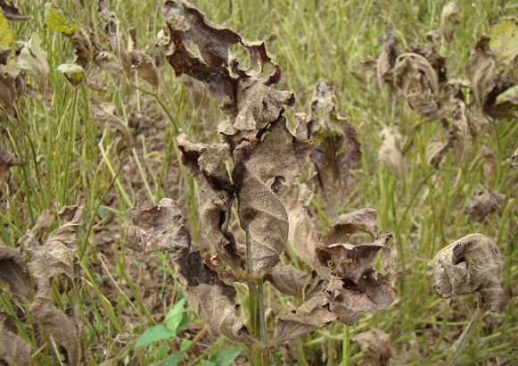Embrapa develops AI-Powered digital platform to help farmers detect Asian soybean rust