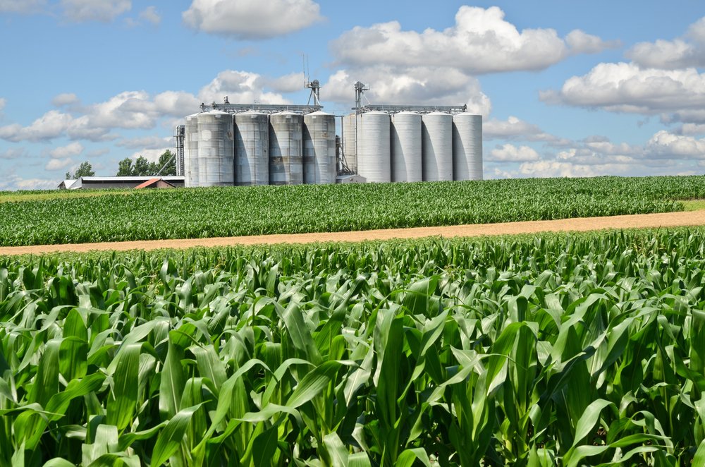 India charts bold course: Redirecting broken rice to fuel ethanol ambitions